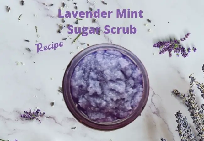 Lavender and Mint Homemade Sugar Scrub Recipe