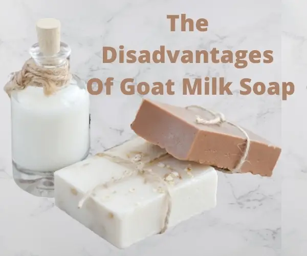 The Disadvantages Of Goat Milk Soap